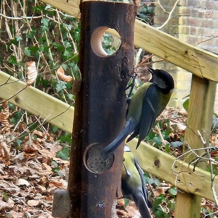 Boshuisje Durbuy Met Zwembad Op Het Park Extérieur photo